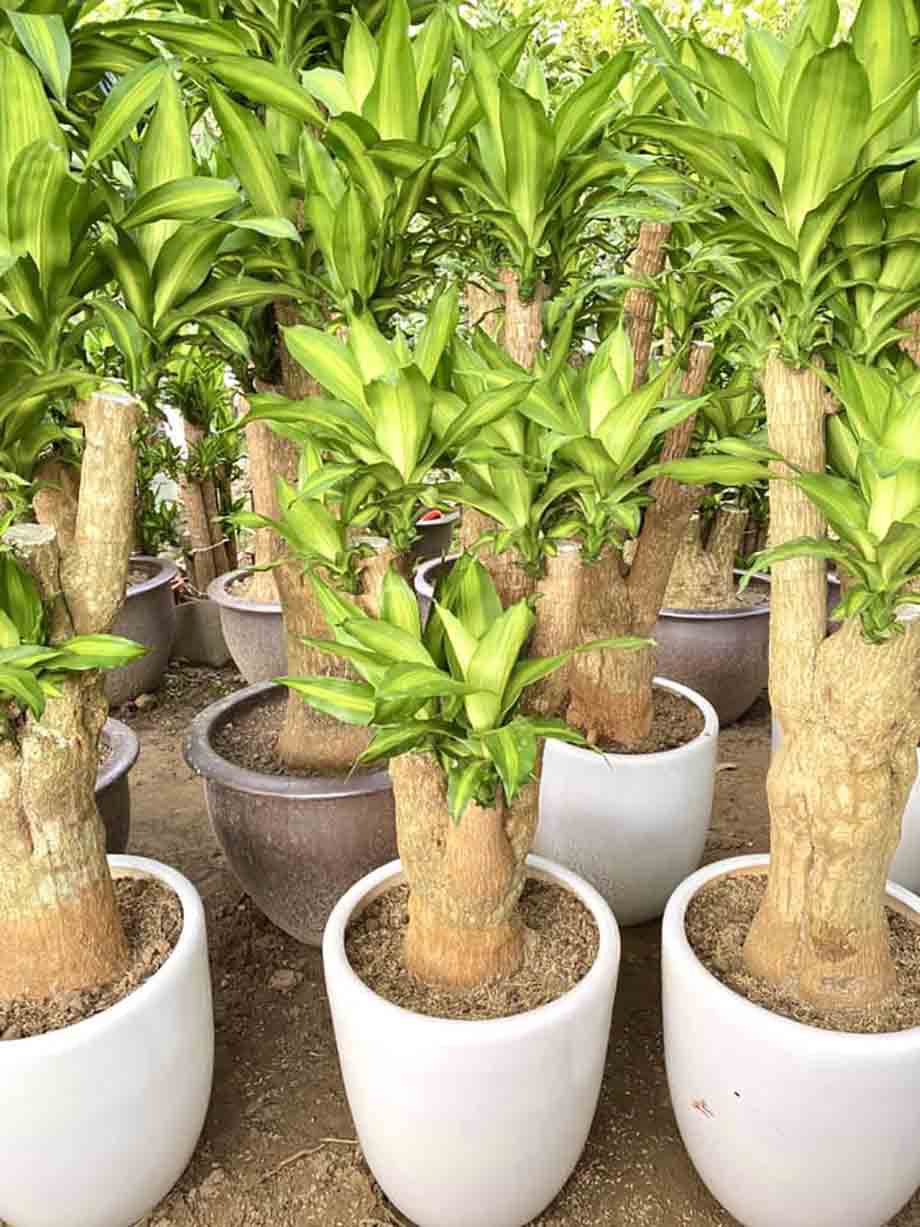 Thiết kế văn phòng hợp mệnh Mộc – Bí quyết thu hút tài lộc cho doanh nghiệp